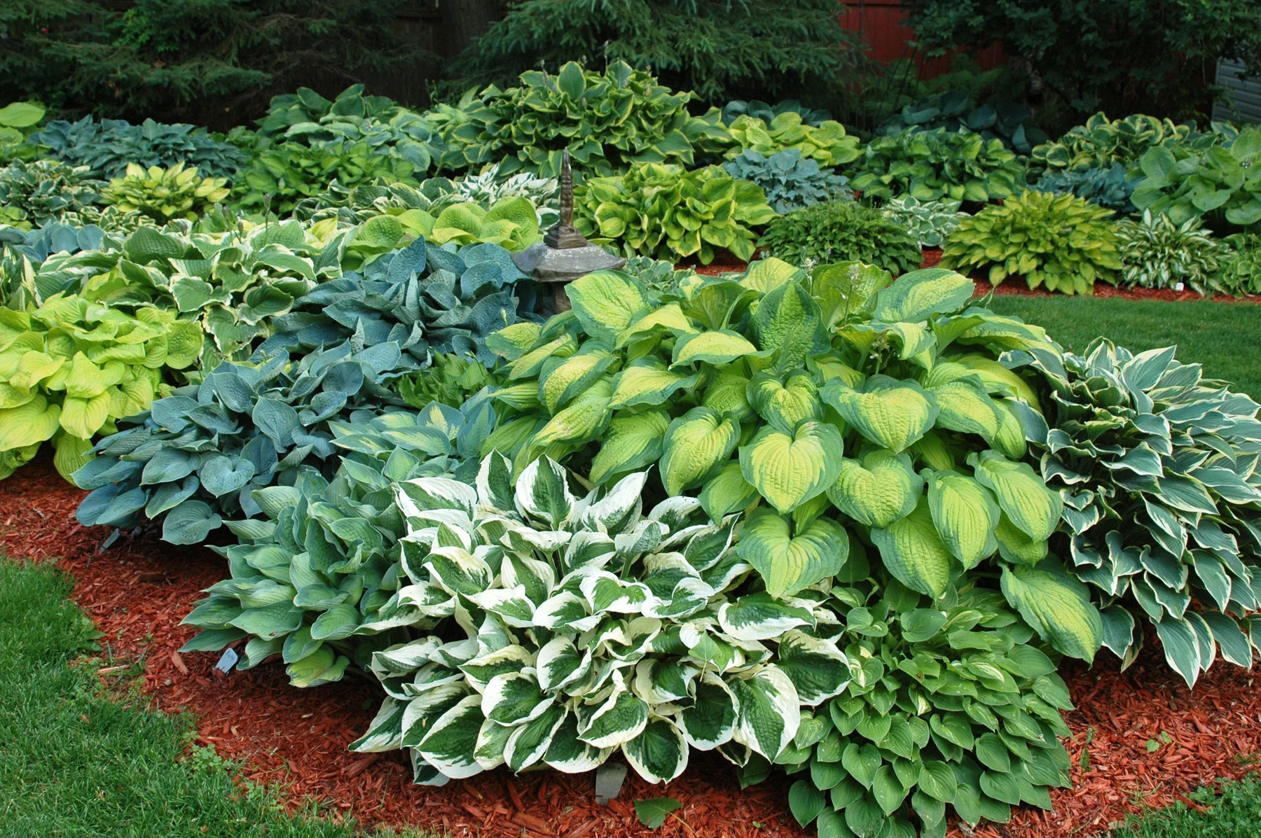 show me pictures of hostas